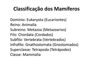 Classificação dos Mamíferos
Domínio: Eukaryota (Eucariontes)
Reino: Animalia
Subreino: Metazoa (Metazoarios)
Filo: Chordata (Cordados)
Subfilo: Vertebrata (Vertebrados)
Infrafilo: Gnathostomata (Gnostomados)
Superclasse: Tetrapoda (Tetrápodes)
Classe: Mammalia
 
