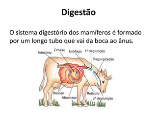 Digestão
O sistema digestório dos mamíferos é formado
por um longo tubo que vai da boca ao ânus.
 