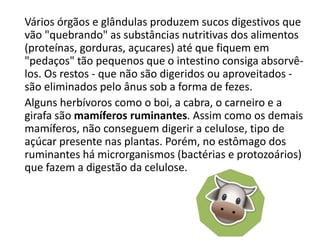 Vários órgãos e glândulas produzem sucos digestivos que
vão "quebrando" as substâncias nutritivas dos alimentos
(proteínas, gorduras, açucares) até que fiquem em
"pedaços" tão pequenos que o intestino consiga absorvê-
los. Os restos - que não são digeridos ou aproveitados -
são eliminados pelo ânus sob a forma de fezes.
Alguns herbívoros como o boi, a cabra, o carneiro e a
girafa são mamíferos ruminantes. Assim como os demais
mamíferos, não conseguem digerir a celulose, tipo de
açúcar presente nas plantas. Porém, no estômago dos
ruminantes há microrganismos (bactérias e protozoários)
que fazem a digestão da celulose.
 