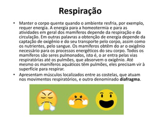 Respiração
• Manter o corpo quente quando o ambiente resfria, por exemplo,
requer energia. A energia para a homeotermia e para as
atividades em geral dos mamíferos depende da respiração e da
circulação. Em outras palavras a obtenção de energia depende da
captação de oxigênio e do seu transporte pelo corpo, assim como
os nutrientes, pelo sangue. Os mamíferos obtêm do ar o oxigênio
necessário para os processos energéticos do seu corpo. Todos os
mamíferos são seres pulmonados, isto é, o ar entra pelas vias
respiratórias até os pulmões, que absorvem o oxigênio. Até
mesmo os mamíferos aquáticos têm pulmões, eles precisam vir à
superfície para respirar.
• Apresentam músculos localizados entre as costelas, que atuam
nos movimentos respiratórios, e outro denominado diafragma.
 