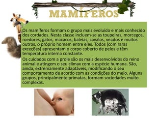 Os mamíferos formam o grupo mais evoluído e mais conhecido
dos cordados. Nesta classe incluem-se as toupeiras, morcegos,
roedores, gatos, macacos, baleias, cavalos, veados e muitos
outros, o próprio homem entre eles. Todos (com raras
exceções) apresentam o corpo coberto de pelos e têm
temperatura interna constante.
Os cuidados com a prole são os mais desenvolvidos do reino
animal e atingem o seu clímax com a espécie humana. São,
ainda, extremamente adaptáveis, modificando o seu
comportamento de acordo com as condições do meio. Alguns
grupos, principalmente primatas, formam sociedades muito
complexas.
 