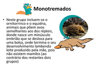 Monotremados
• Neste grupo incluem-se o
ornitorrinco e o equidna,
animais que põem ovos
semelhantes aos dos répteis,
donde nasce um minúsculo
embrião que se desloca para
uma bolsa, onde termina o seu
desenvolvimento lambendo
leite produzido pela mãe, pois
não existem mamilos (ao
contrário dos restantes dois
grupos)
 