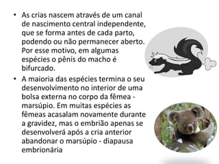 • As crias nascem através de um canal
de nascimento central independente,
que se forma antes de cada parto,
podendo ou não permanecer aberto.
Por esse motivo, em algumas
espécies o pênis do macho é
bifurcado.
• A maioria das espécies termina o seu
desenvolvimento no interior de uma
bolsa externa no corpo da fêmea -
marsúpio. Em muitas espécies as
fêmeas acasalam novamente durante
a gravidez, mas o embrião apenas se
desenvolverá após a cria anterior
abandonar o marsúpio - diapausa
embrionária
 
