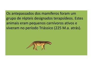 Os antepassados dos mamíferos foram um
grupo de répteis designados terapsídeos. Estes
animais eram pequenos carnívoros ativos e
viveram no período Triássico (225 M.a. atrás).
 