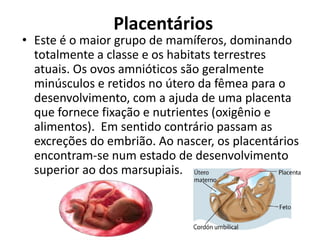 Placentários
• Este é o maior grupo de mamíferos, dominando
totalmente a classe e os habitats terrestres
atuais. Os ovos amnióticos são geralmente
minúsculos e retidos no útero da fêmea para o
desenvolvimento, com a ajuda de uma placenta
que fornece fixação e nutrientes (oxigênio e
alimentos). Em sentido contrário passam as
excreções do embrião. Ao nascer, os placentários
encontram-se num estado de desenvolvimento
superior ao dos marsupiais.
 