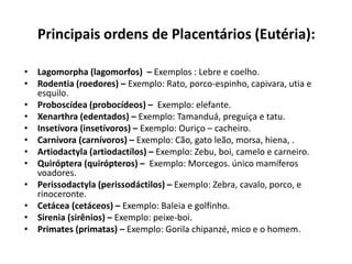 Principais ordens de Placentários (Eutéria):
• Lagomorpha (lagomorfos) – Exemplos : Lebre e coelho.
• Rodentia (roedores) – Exemplo: Rato, porco-espinho, capivara, utia e
esquilo.
• Proboscídea (probocídeos) – Exemplo: elefante.
• Xenarthra (edentados) – Exemplo: Tamanduá, preguiça e tatu.
• Insetívora (insetívoros) – Exemplo: Ouriço – cacheiro.
• Carnívora (carnívoros) – Exemplo: Cão, gato leão, morsa, hiena, .
• Artiodactyla (artiodactílos) – Exemplo: Zebu, boi, camelo e carneiro.
• Quiróptera (quirópteros) – Exemplo: Morcegos. único mamíferos
voadores.
• Perissodactyla (perissodáctilos) – Exemplo: Zebra, cavalo, porco, e
rinoceronte.
• Cetácea (cetáceos) – Exemplo: Baleia e golfinho.
• Sirenia (sirênios) – Exemplo: peixe-boi.
• Primates (primatas) – Exemplo: Gorila chipanzé, mico e o homem.
 