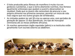 • O leite produzido pelas fêmeas de mamífero é muito rico em
gorduras e proteínas, o que o torna altamente nutritivo, mas fornece
igualmente anticorpos que ajudam o juvenil a desenvolver-se
saudável. Dado que os jovens não necessitam de procurar o seu
próprio alimento nas primeiras semanas, permite um início de vida
mais seguro que nos outros grupos de vertebrados.
• As ninhadas podem ter até 20 crias ou apenas uma, com períodos de
gestação de apenas 12 dias (bandicute, um tipo de marsupial
omnívoro) até 22 meses (elefante africano).
• Os machos apresentam órgão copulador (pênis) e os testículos estão
geralmente num escroto externo ao abdômen.
 