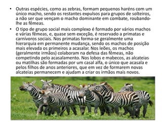 • Outras espécies, como as zebras, formam pequenos haréns com um
único macho, sendo os restantes expulsos para grupos de solteiros,
a não ser que vençam o macho dominante em combate, roubando-
lhe as fêmeas.
• O tipo de grupo social mais complexo é formado por vários machos
e várias fêmeas, e, quase sem exceção, é reservado a primatas e
carnívoros sociais. Nos primatas forma-se geralmente uma
hierarquia em permanente mudança, sendo os machos de posição
mais elevada os primeiros a acasalar. Nos leões, os machos
(geralmente irmãos) colaboram na defesa das fêmeas, não
competindo pelo acasalamento. Nos lobos e mabecos, as alcateias
ou matilhas são formadas por um casal alfa, o único que acasala e
pelos filhos de anos anteriores, que em vez de formarem novas
alcateias permanecem e ajudam a criar os irmãos mais novos.
 