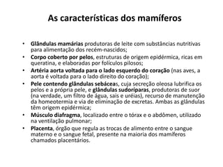 As características dos mamíferos
• Glândulas mamárias produtoras de leite com substâncias nutritivas
para alimentação dos recém-nascidos;
• Corpo coberto por pelos, estruturas de origem epidérmica, ricas em
queratina, e elaboradas por folículos pilosos;
• Artéria aorta voltada para o lado esquerdo do coração (nas aves, a
aorta é voltada para o lado direito do coração);
• Pele contendo glândulas sebáceas, cuja secreção oleosa lubrifica os
pelos e a própria pele, e glândulas sudoríparas, produtoras de suor
(na verdade, um filtro de água, sais e uréias), recurso de manutenção
da homeotermia e via de eliminação de excretas. Ambas as glândulas
têm origem epidérmica;
• Músculo diafragma, localizado entre o tórax e o abdômen, utilizado
na ventilação pulmonar;
• Placenta, órgão que regula as trocas de alimento entre o sangue
materno e o sangue fetal, presente na maioria dos mamíferos
chamados placentários.
 