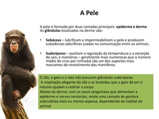 A Pele
A pele é formada por duas camadas principais: epiderme e derme.
As glândulas localizadas na derme são:
• Sebáceas – lubrificam e impermeabilizam o pelo e produzem
substâncias odoríferas usadas na comunicação entre os animais.
• Sudoríparas – auxiliam a regulação da temperatura e a excreção
de sais, e mamárias – geralmente mais numerosas que o número
médio de crias por ninhada) são um dos aspectos mais
marcantes do revestimento dos mamíferos.
O cão, o gato e o rato não possuem glândulas sudoríparas.
A respiração ofegante do cão e as lambidas que o gato dá em si
mesmo ajudam a resfriar o corpo.
Abaixo da derme, com os vasos sanguíneos que alimentam a
epiderme e nervos sensoriais, existe uma camada de gordura
subcutânea mais ou menos espessa, dependendo do habitat do
animal.
 