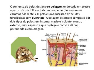 O conjunto de pelos designa-se pelagem, onde cada um cresce
a partir de um folículo, tal como as penas das aves ou as
escamas dos répteis. O pelo é uma sucessão de células
fortalecidas com queratina. A pelagem é sempre composta por
dois tipos de pelos: um interno, macio e isolante, e outro
externo, mais espesso e que protege o corpo e dá cor,
permitindo a camuflagem.
 