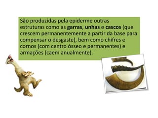 São produzidas pela epiderme outras
estruturas como as garras, unhas e cascos (que
crescem permanentemente a partir da base para
compensar o desgaste), bem como chifres e
cornos (com centro ósseo e permanentes) e
armações (caem anualmente).
 