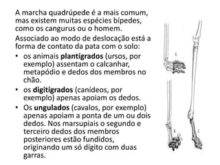 A marcha quadrúpede é a mais comum,
mas existem muitas espécies bípedes,
como os cangurus ou o homem.
Associado ao modo de deslocação está a
forma de contato da pata com o solo:
• os animais plantígrados (ursos, por
exemplo) assentam o calcanhar,
metapódio e dedos dos membros no
chão.
• os digitígrados (canídeos, por
exemplo) apenas apoiam os dedos.
• Os ungulados (cavalos, por exemplo)
apenas apoiam a ponta de um ou dois
dedos. Nos marsupiais o segundo e
terceiro dedos dos membros
posteriores estão fundidos,
originando um só dígito com duas
garras.
 