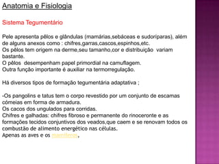 Anatomia e Fisiologia
Sistema Tegumentário
Pele apresenta pêlos e glândulas (mamárias,sebáceas e sudoríparas), além
de alguns anexos como : chifres,garras,cascos,espinhos,etc.
Os pêlos tem origem na derme,seu tamanho,cor e distribuição variam
bastante.
O pêlos desempenham papel primordial na camuflagem.
Outra função importante é auxiliar na termorregulação.
Há diversos tipos de formação tegumentária adaptativa ;
-Os pangolins e tatus tem o corpo revestido por um conjunto de escamas
cómeias em forma de armadura.
Os cacos dos ungulados para corridas.
Chifres e galhadas: chifres fibroso e permanente do rinoceronte e as
formações tecidos conjuntivos dos veados,que caem e se renovam todos os
combustão de alimento energético nas células.
Apenas as aves e os mamíferos,
 