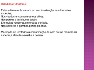 Glândulas Odoríferas :
Estas ultimamente variam em sua localização nas diferentes
espécies;
Nos veados,encontram-se nos olhos.
Nos porcos e javalis,nos cacos.
Em muitos roedores,em órgãos genitais.
Nos castores e gambás,pertos do ânus.
Marcação de territórios,a comunicação de com outros membro da
espécie,a atração sexual e a defesa.
 