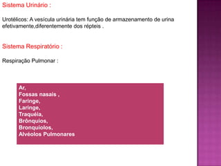 Sistema Urinário :
Urotélicos: A vesícula urinária tem função de armazenamento de urina
efetivamente,diferentemente dos répteis .
Sistema Respiratório :
Respiração Pulmonar :
Ar,
Fossas nasais ,
Faringe,
Laringe,
Traquéia,
Brônquios,
Bronquíolos,
Alvéolos Pulmonares
 