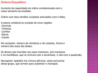Sistema Esquelético :
Aumento da capacidade do crânio correlacionada com o
maior tamanho do encéfalo;
Crânio com dois côndilos occipitais articulados com o Atlas.
A coluna vertebral se compõe de cinco regiões:
-Cervical,
-Torácica,
-Lombar
-Sacra,
-Cauda
Há variações: número de vértebras e de costelas, forma e
número dos ossos dos dedos;
Os dentes são inseridos nos ossos maxilares, pré-maxilares
e na mandíbula, que se articula com o escamosal, e não com o quadrado;
Marsupiais: epipúbis (na cintura pélvica), ossos exclusivos
desse grupo, que servem para sustentar o marsúpio.
 