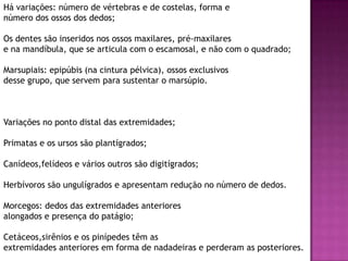 Há variações: número de vértebras e de costelas, forma e
número dos ossos dos dedos;
Os dentes são inseridos nos ossos maxilares, pré-maxilares
e na mandíbula, que se articula com o escamosal, e não com o quadrado;
Marsupiais: epipúbis (na cintura pélvica), ossos exclusivos
desse grupo, que servem para sustentar o marsúpio.
Variações no ponto distal das extremidades;
Primatas e os ursos são plantígrados;
Canídeos,felídeos e vários outros são digitígrados;
Herbívoros são ungulígrados e apresentam redução no número de dedos.
Morcegos: dedos das extremidades anteriores
alongados e presença do patágio;
Cetáceos,sirênios e os pinípedes têm as
extremidades anteriores em forma de nadadeiras e perderam as posteriores.
 