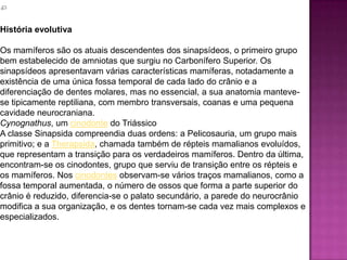 Ma
mm
ali
afo
rm
es
Adelobasileus
voi
d
Sinoconodon
voi
d
Morganucodon
voi
d
Docodonta
voi
d
––Hadrocodium
––Mammalia
História evolutiva
Os mamíferos são os atuais descendentes dos sinapsídeos, o primeiro grupo
bem estabelecido de amniotas que surgiu no Carbonífero Superior. Os
sinapsídeos apresentavam várias características mamíferas, notadamente a
existência de uma única fossa temporal de cada lado do crânio e a
diferenciação de dentes molares, mas no essencial, a sua anatomia manteve-
se tipicamente reptiliana, com membro transversais, coanas e uma pequena
cavidade neurocraniana.
Cynognathus, um cinodonte do Triássico
A classe Sinapsida compreendia duas ordens: a Pelicosauria, um grupo mais
primitivo; e a Therapsida, chamada também de répteis mamalianos evoluídos,
que representam a transição para os verdadeiros mamíferos. Dentro da última,
encontram-se os cinodontes, grupo que serviu de transição entre os répteis e
os mamíferos. Nos cinodontes observam-se vários traços mamalianos, como a
fossa temporal aumentada, o número de ossos que forma a parte superior do
crânio é reduzido, diferencia-se o palato secundário, a parede do neurocrânio
modifica a sua organização, e os dentes tornam-se cada vez mais complexos e
especializados.
 