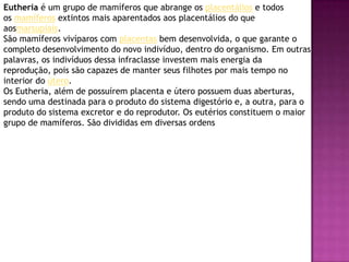 Eutheria é um grupo de mamíferos que abrange os placentálios e todos
os mamíferos extintos mais aparentados aos placentálios do que
aosmarsupiais.
São mamíferos vivíparos com placentas bem desenvolvida, o que garante o
completo desenvolvimento do novo indivíduo, dentro do organismo. Em outras
palavras, os indivíduos dessa infraclasse investem mais energia da
reprodução, pois são capazes de manter seus filhotes por mais tempo no
interior do útero.
Os Eutheria, além de possuírem placenta e útero possuem duas aberturas,
sendo uma destinada para o produto do sistema digestório e, a outra, para o
produto do sistema excretor e do reprodutor. Os eutérios constituem o maior
grupo de mamíferos. São divididas em diversas ordens
 