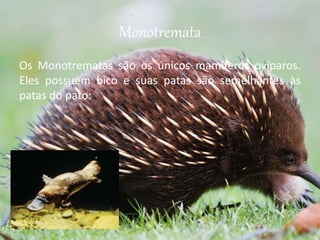 Monotremata
Os Monotrematas são os únicos mamíferos ovíparos.
Eles possuem bico e suas patas são semelhantes às
patas do pato:
 