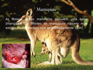 Marsupiais
As fêmeas destes mamíferos possuem uma bolsa
(marsúpio). Os filhotes de marsupiais nascem num
estágio muito precoce, com aproximadamente 5 cm:
 