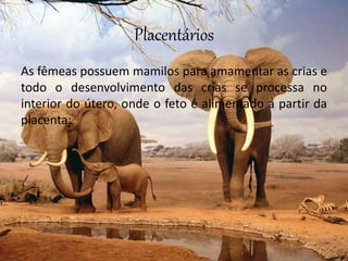 Placentários
As fêmeas possuem mamilos para amamentar as crias e
todo o desenvolvimento das crias se processa no
interior do útero, onde o feto é alimentado a partir da
placenta:
 
