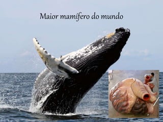 Maior mamífero do mundo
 