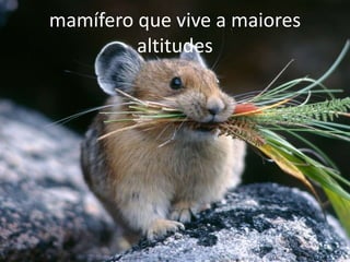mamífero que vive a maiores
altitudes
 