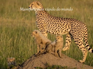 Mamífero mais rápido do mundo
 