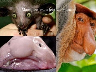 Mamíferos mais feios do mundo
 