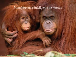 Mamífero mais inteligente do mundo
 