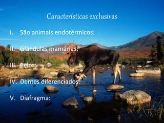 Características exclusivas
I. São animais endotérmicos:
II. Glândulas mamárias:
III. Pelos:
IV. Dentes diferenciados:
V. Diafragma:
 