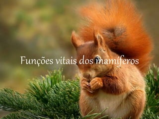 Funções vitais dos mamíferos
 
