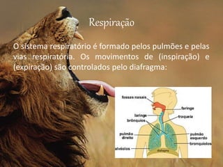 Respiração
O sistema respiratório é formado pelos pulmões e pelas
vias respiratória. Os movimentos de (inspiração) e
(expiração) são controlados pelo diafragma:
 