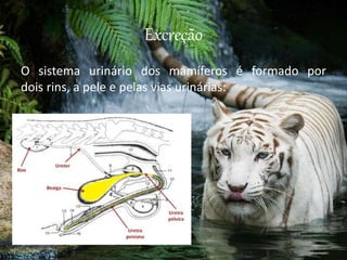 Excreção
O sistema urinário dos mamíferos é formado por
dois rins, a pele e pelas vias urinárias:
 