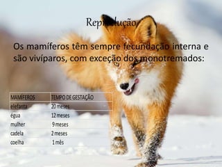 Reprodução
Os mamíferos têm sempre fecundação interna e
são vivíparos, com exceção dos monotremados:
MAMÍFEROS TEMPODEGESTAÇÃO
elefanta 20meses
égua 12meses
mulher 9meses
cadela 2meses
coelha 1mês
 