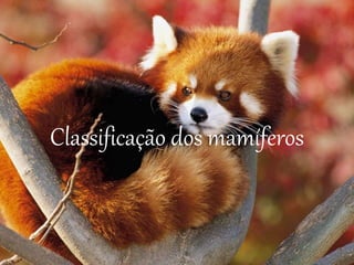 Classificação dos mamíferos
 