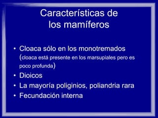Características de
los mamíferos
• Cloaca sólo en los monotremados
(cloaca está presente en los marsupiales pero es
poco profunda)
• Dioicos
• La mayoría poliginios, poliandria rara
• Fecundación interna
 