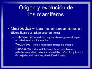 Origen y evolución de
los mamíferos
• Sinápsidos – fueron los primeros amniontes en
diversificarse ampliamente en tierra
– Pelicosaurios – herbívoros y carnívoros; parecidos pero
no relacionados a los reptiles
– Terápsidos – patas colocadas debajo del cuerpo
– Cinodontes – alto metabolismo, huesos turbinados,
paladar secundario, pérdida de costillas, músculos y huesos
de quijadas rediseñados, dentición difidonte
 
