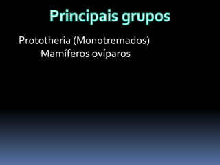 Prototheria (Monotremados)
Mamíferos ovíparos

 