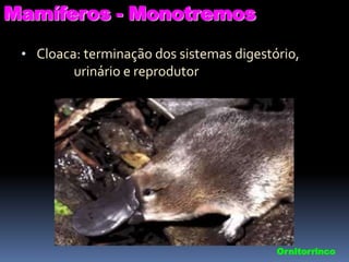 Mamíferos - Monotremos
• Cloaca: terminação dos sistemas digestório,

urinário e reprodutor

Ornitorrinco

 