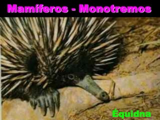 Mamíferos - Monotremos

Équidna

 