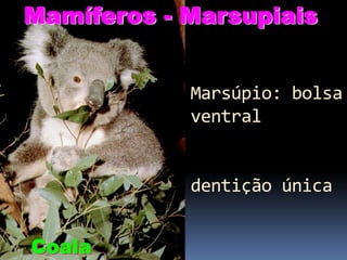 Mamíferos - Marsupiais
Marsúpio: bolsa
ventral

dentição única
Coala

 