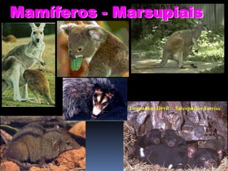 Mamíferos - Marsupiais

 