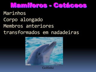 Mamíferos - Cetáceos
Marinhos
Corpo alongado
Membros anteriores
transformados em nadadeiras

Golfinho

 