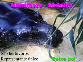 Mamíferos - Sirênios

São herbívoros
Representante único

Peixe boi

 