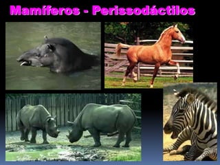 Mamíferos - Perissodáctilos

 
