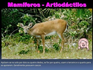 Mamíferos - Artiodáctilos

Apóiam-se no solo por dois ou quatro dedos, se for por quatro, usam o terceiro e o quarto para
se apoiarem. Geralmente possuem cascos

 