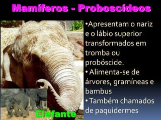 Mamíferos - Proboscídeos

Elefante

•Apresentam o nariz
e o lábio superior
transformados em
tromba ou
probóscide.
• Alimenta-se de
árvores, gramíneas e
bambus
• Também chamados
de paquidermes

 